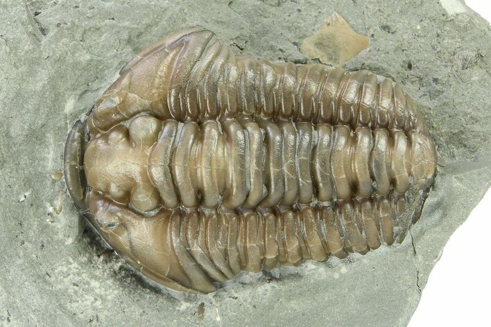 Flexicalymene Trilobite Fossil - Indiana #284140
